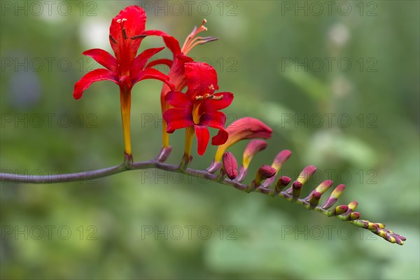 Montbretia (Crocosmia x crocosmiiflora)