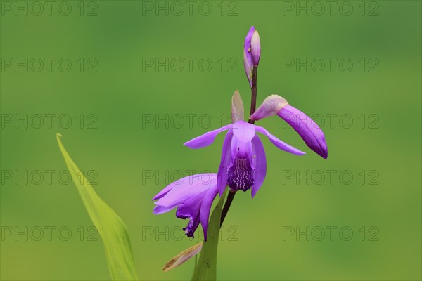 Chinese ground orchid (Bletilla striata)