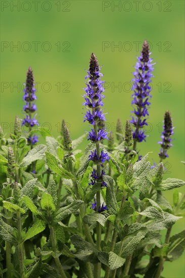 Woodland sage (Salvia nemorosa)