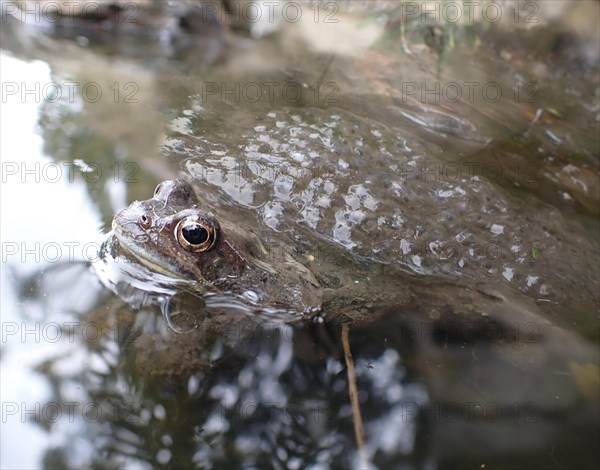 Common frog (Rana temporaria)