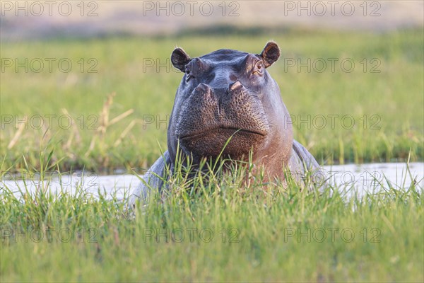 Hippo (Hippopotamus amphibius)