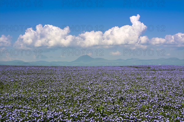 Flax (Linum usitatissimum) field in flower