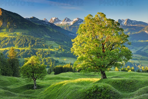 Sycamore maple in front of snow-covered Churfirsten at sunrise in mountain spring near Ennetbuehl in Toggenburg