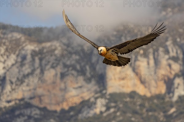 Bearded vulture (Gypaetus barbatus) adult in flight off Bergen