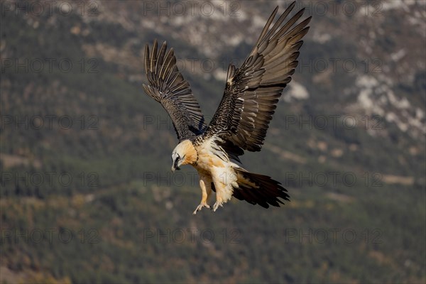 Bearded vulture (Gypaetus barbatus) adult in flight in front of mountains during landing