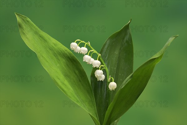 Lily of the valley (Convallaria majalis)