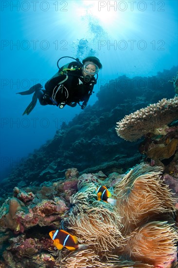 Diver looking at large sebae anemone (Heteractis crispa) with pair of orange fin clownfish (Amphiprion chrysopterus)