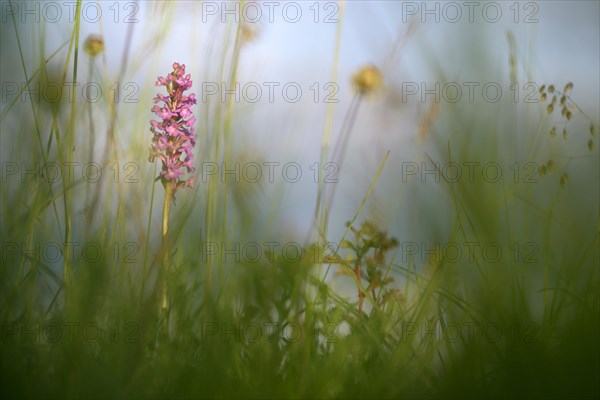 Fragrant orchid (Gymnadenia conopsea)