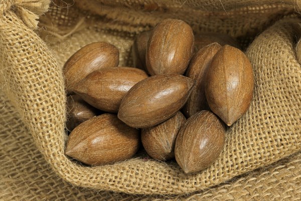 Pecan (Carya illinoinensis)