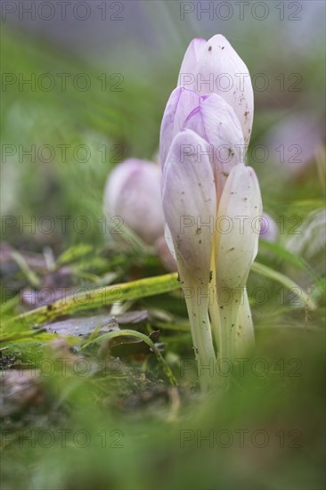 Autumn crocus (Colchicum autumnale)