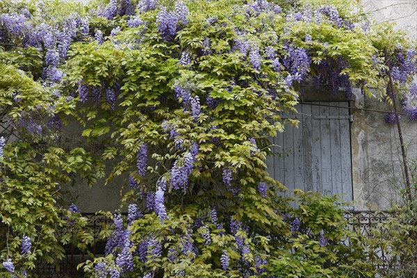 Chinese wisteria (Wisteria sinensis)