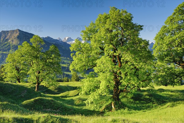 Sycamore maple in front of snow-capped Churfirsten peaks in mountain spring near Ennetbuehl in Toggenburg
