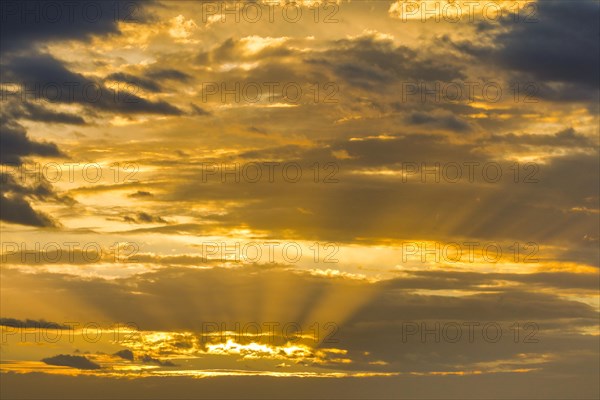 Golden sunbeams break through clouds at sunrise and form the Tyndall effect