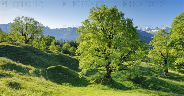 Sycamore maple grove in mountain spring with snow-capped Churfirsten peaks in the background