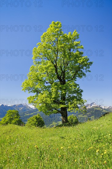 Freestanding sycamore in mountain spring