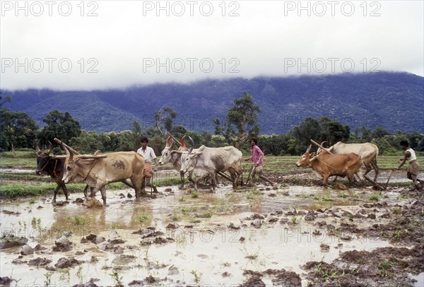 Ploughing rice field in Coimbatore