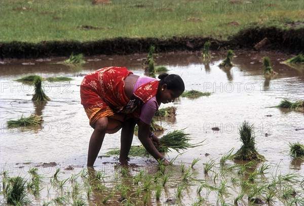 Rice paddy seedlings transplanting the field