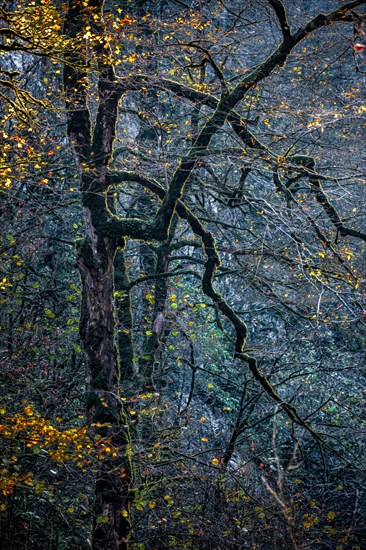 Autumn in Guam gorge