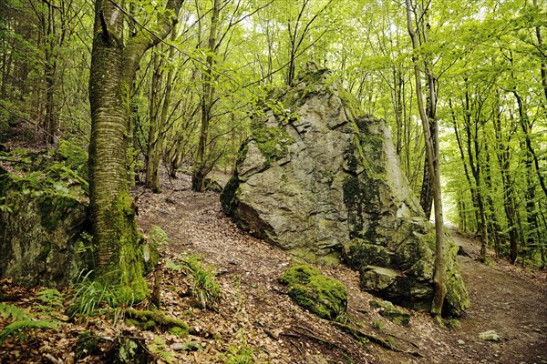 Rocks in the forest