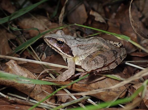 Agile frog (Rana dalmatina)