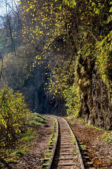 Railroad in a forest