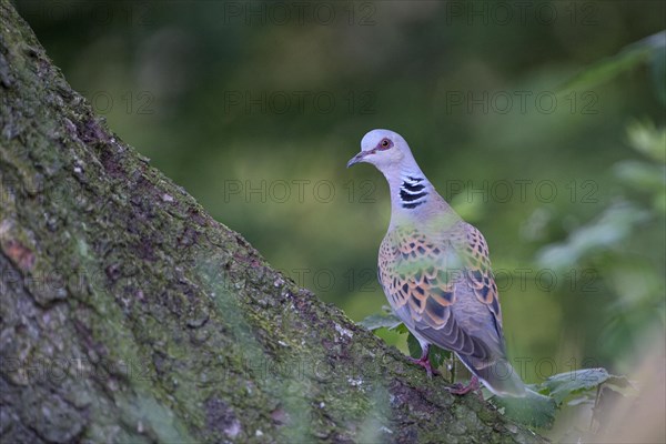 Turtle dove (Streptopelia turtur)