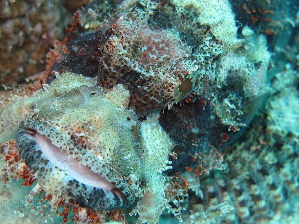 Tassled Scorpionfish (Scorpaenopsis oxycephala)