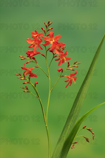 Montbretia (Crocosmia x crocosmiiflora)