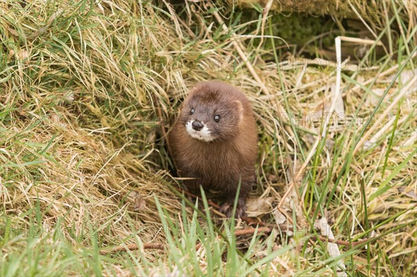 European mink (Mustela lutreola)