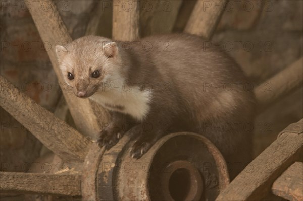 Beech marten (Martes foina)