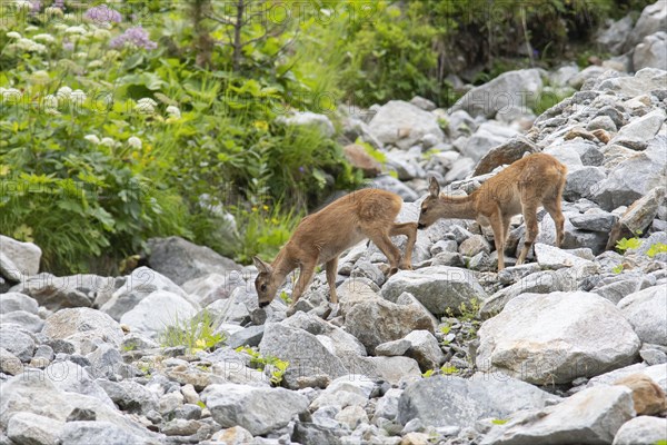 Fawns (Capreolus capreolus) crossing scree field on mountain slope