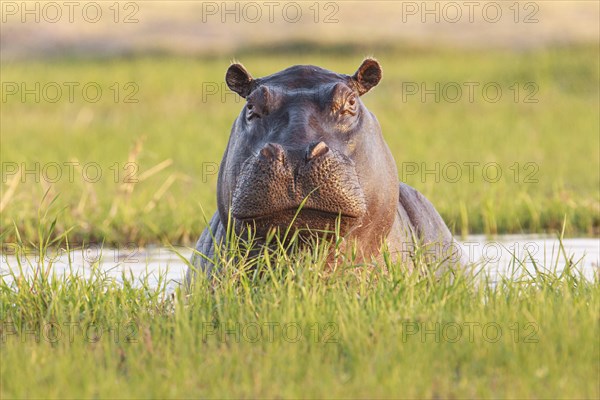 Hippo (Hippopotamus amphibius) portrait