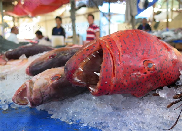 Fish market