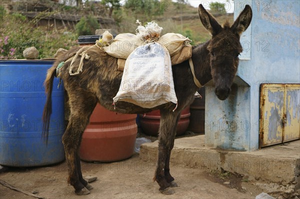 Pack mule at waterhole