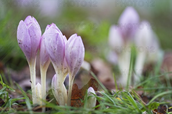 Autumn crocus (Colchicum autumnale)