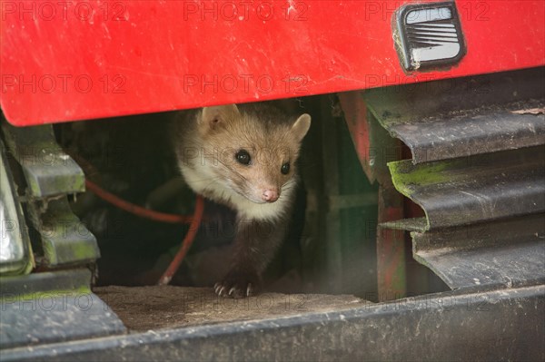 Beech marten (Martes foina)