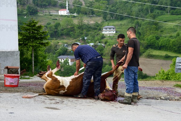 Slaughtering a cow on the road