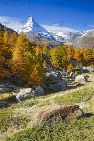 Matterhorn and larch