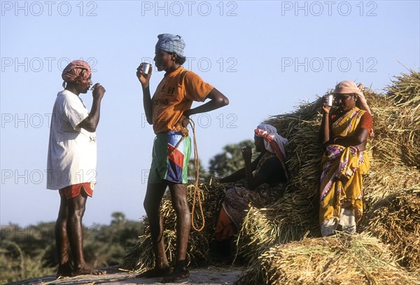 Sipping Tea while Threshing in progress at Karaikudi