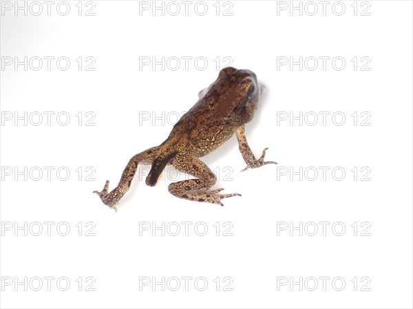 Small Common frog (Rana temporaria)