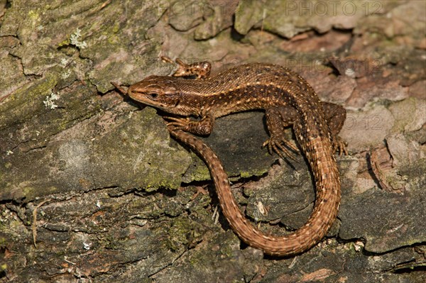 Common lizard (Lacerta vivipara)