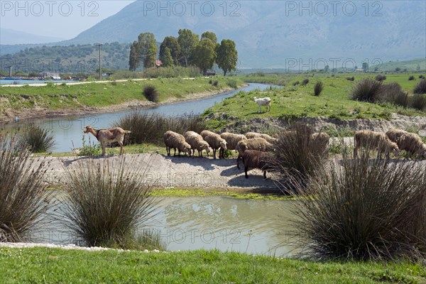 Domestic sheep near Butrint