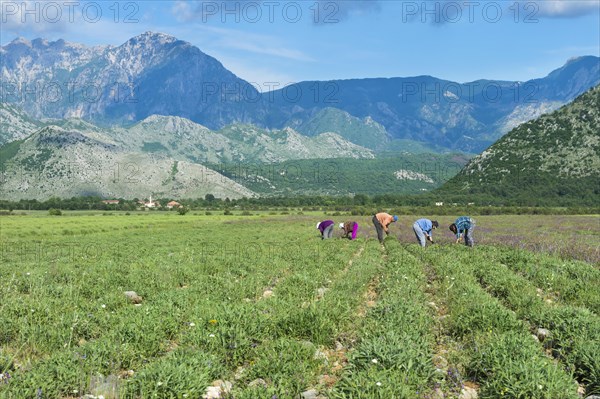 People working in the field