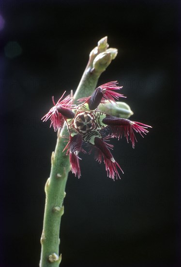 Caralluma attunuta. Wild Flower in Reserve Forest near Maruthamalai