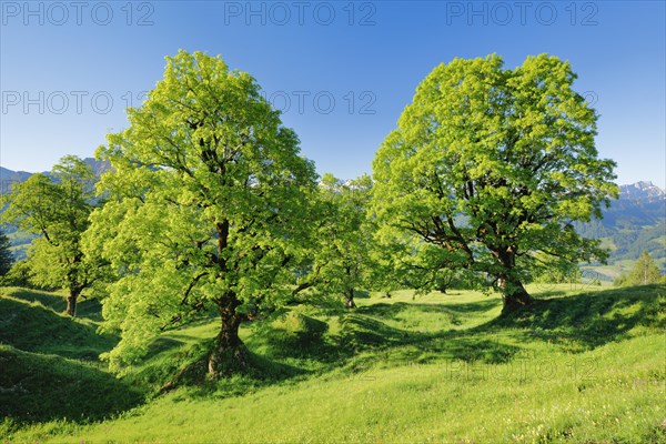 Sycamore maple grove in mountain spring near Ennetbuehl in Toggenburg