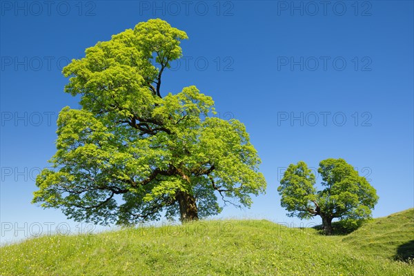 Two gnarled