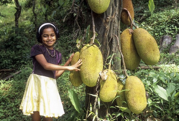 Jackfruit Tree (Artocarpus heterophyllus) at Mukkali near silent valley