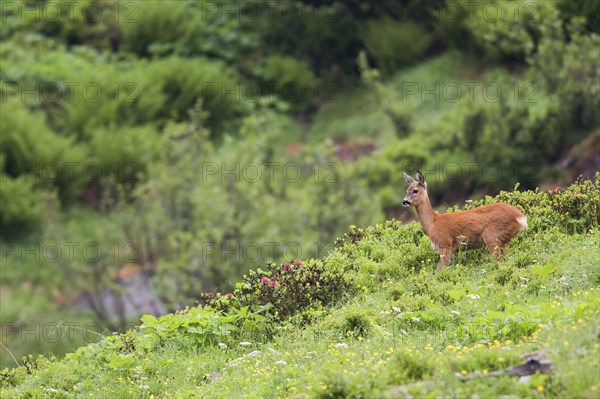 Female doe