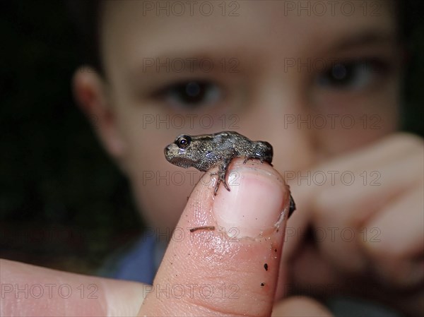 Small Common frog (Rana temporaria)