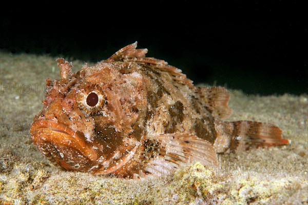 Red scorpionfish (Scorpaena scrofa)